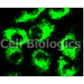 GFP Expressing Human Cells